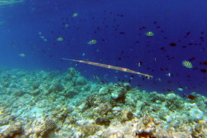 Подводные обитатели Мальдив в Amilla-Fushi