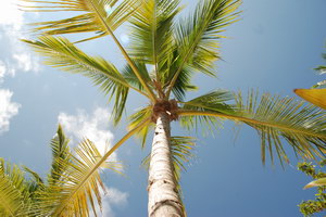 Вот такие пальмы в Amilla-Fushi